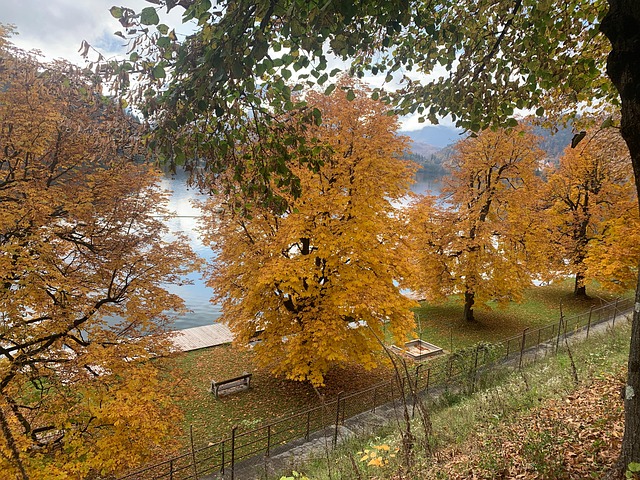 Free Autumn Trees photo and picture