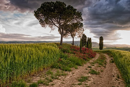 Nature, Tree, Travel, Exploration, Path