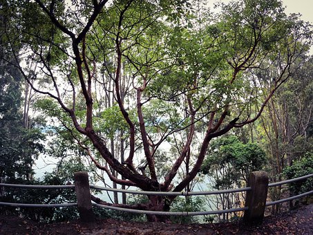 Free Tree Nature illustration and picture