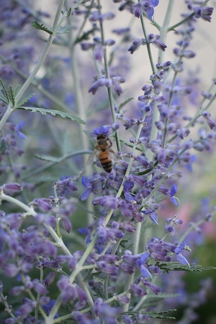 Free Bee Sage photo and picture