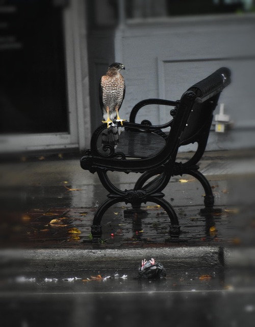 Free Rainy Day Bench photo and picture