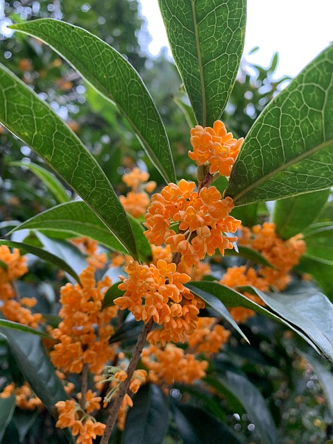 Free Osmanthus Natural photo and picture
