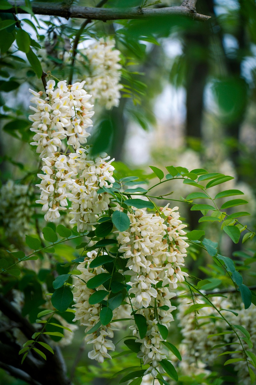 Japanese Pagoda Tree Flower