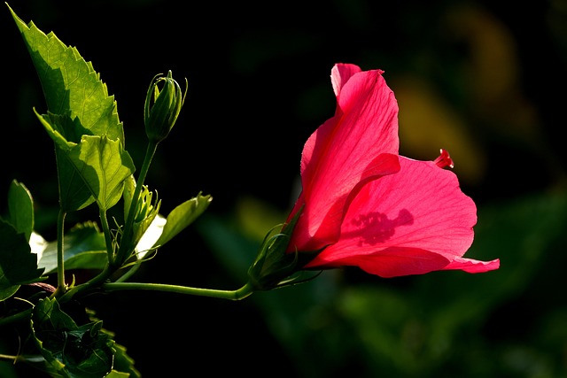 Page 30 - 4,000+ Free Hibiscus & Nature Images - Pixabay