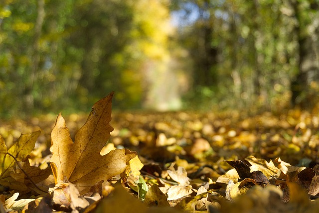 Free Autumn Leaves photo and picture