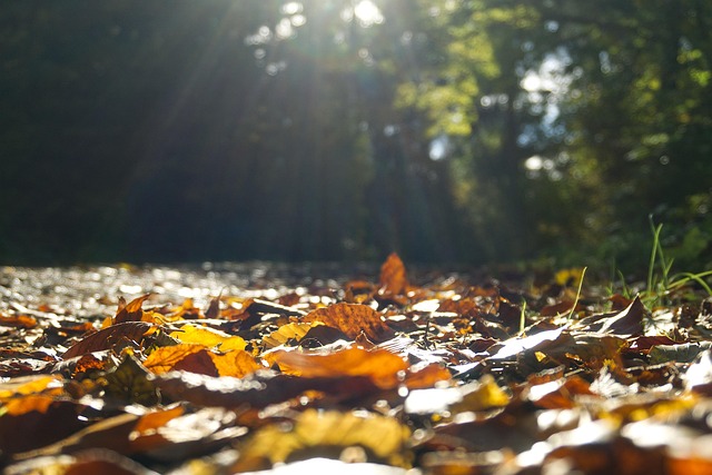 Free Autumn Leaves photo and picture