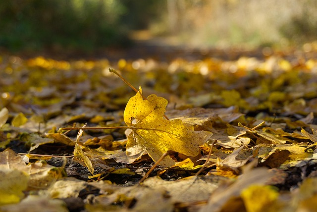 Free Autumn Leaves photo and picture