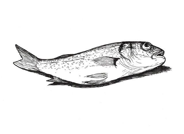Free fish fishing nature illustration