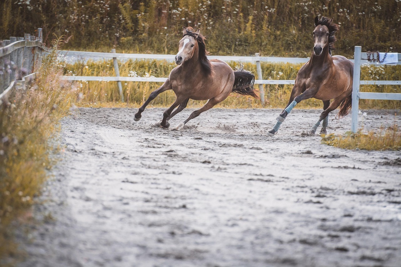 Horse - free online jigsaw puzzle photo