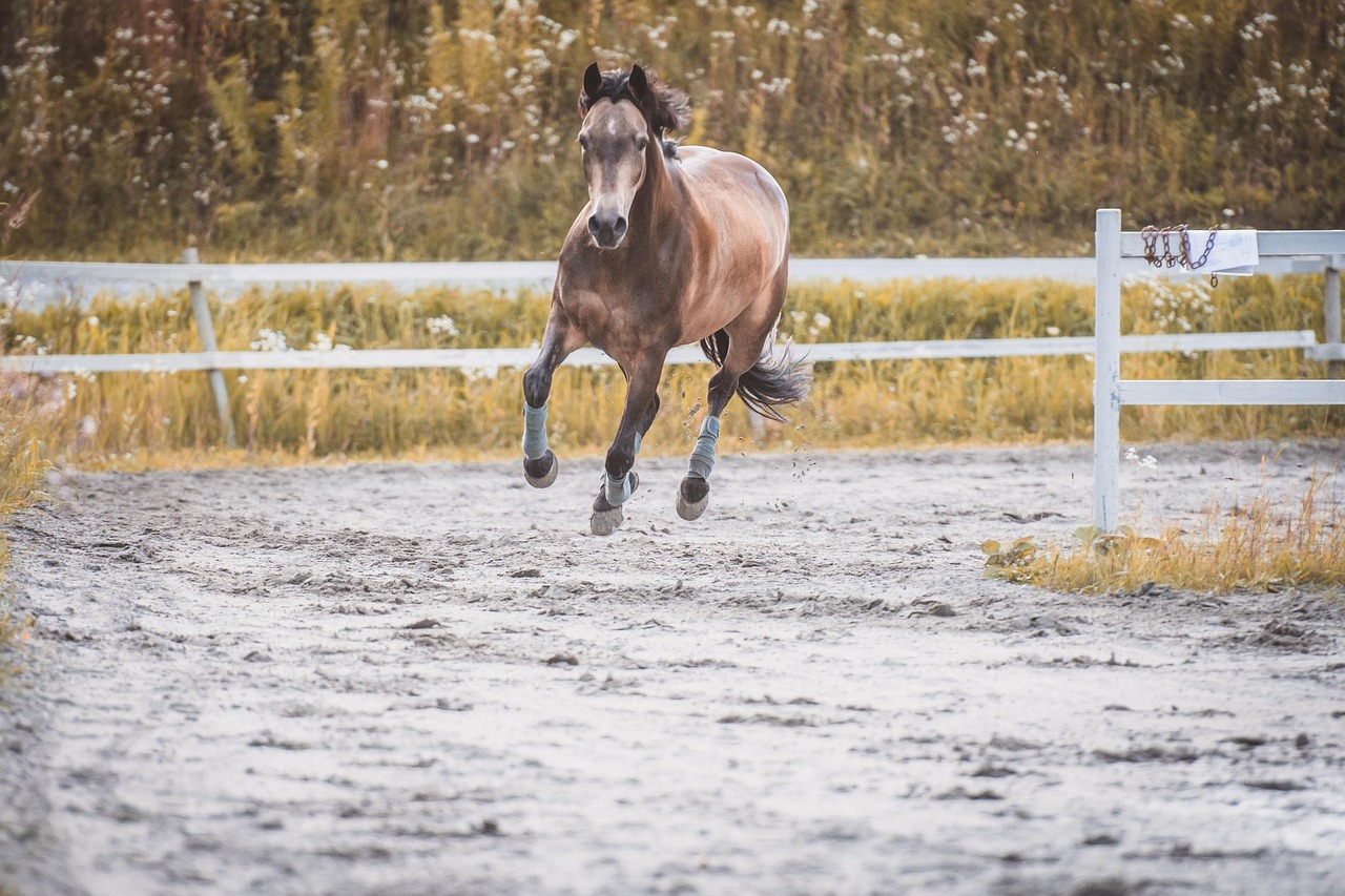 Horse - free online jigsaw puzzle photo