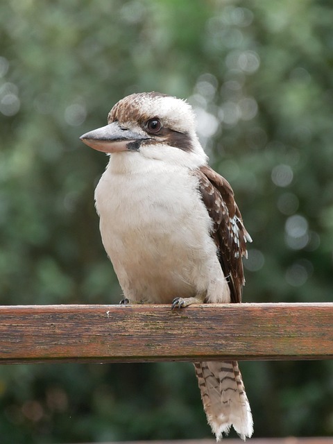 Free Kookaburra Bird photo and picture