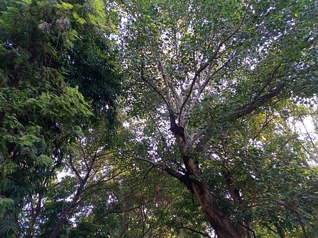 Free Sunset Tree photo and picture