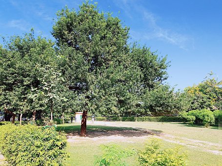 Free Tree Nature photo and picture