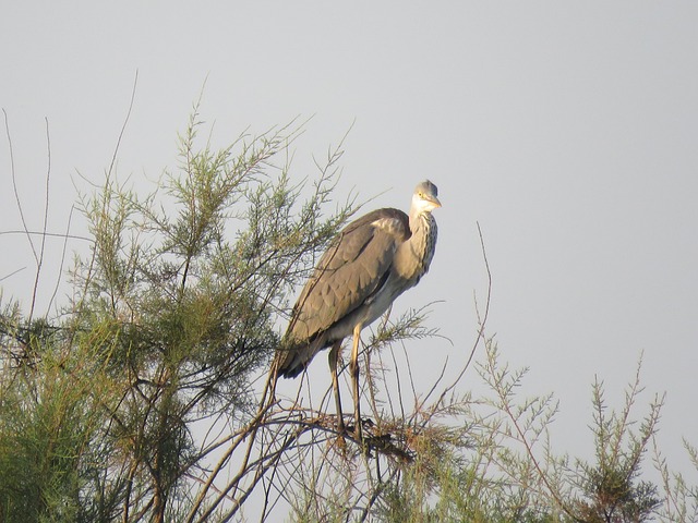 Free Bird Israel photo and picture