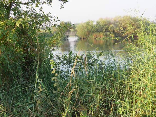 Free Green Nature photo and picture