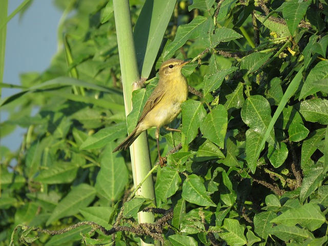 Free Natue Leaves photo and picture