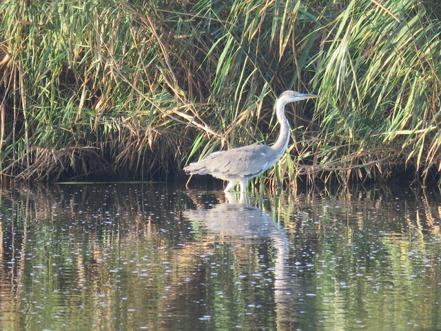 Free Nature Bird photo and picture