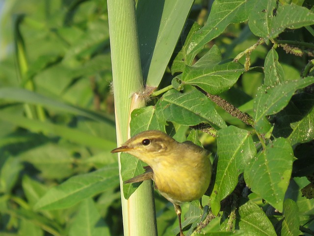 Free Nature Green photo and picture