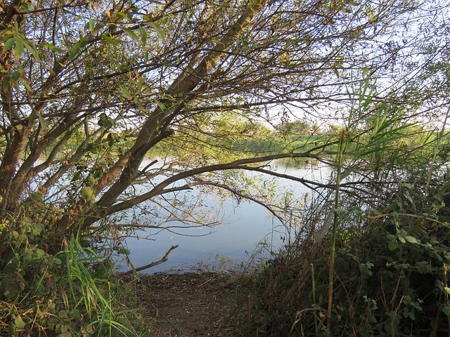 Free Nature Green photo and picture