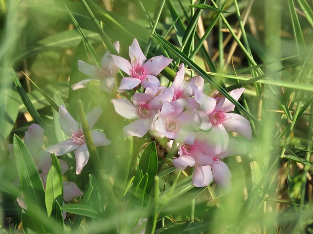 Free Pink Flower photo and picture
