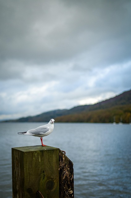 Free Seagull Bird photo and picture