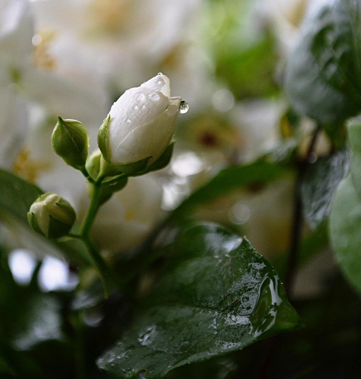 Jasmine Flower Buds Raindrops Free photo on Pixabay Pixabay