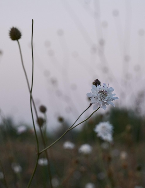 Floare, Luncă, Natura, În Aer Liber