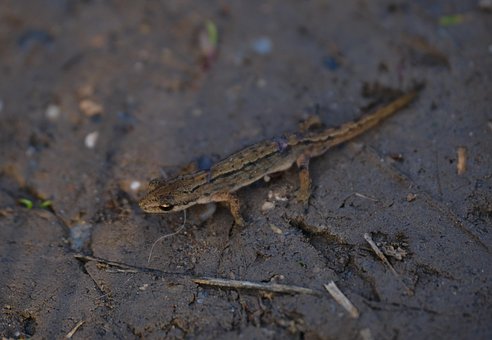 Şopârlă, Reptila, Solzos, Animal, Pustie