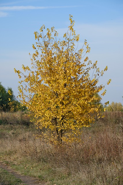 Copac, Toamnă, Galben, Frunze, Cer