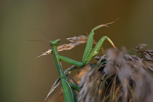 Praying Mantis, Insectă, Mantis, Verde