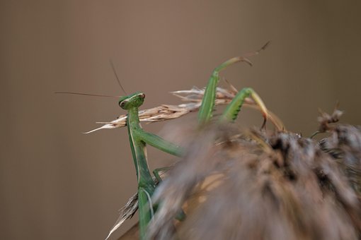 Praying Mantis, Insectă, Mantis, Verde