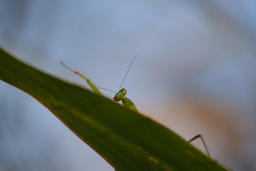 Praying Mantis, Insectă, Mantis, Verde