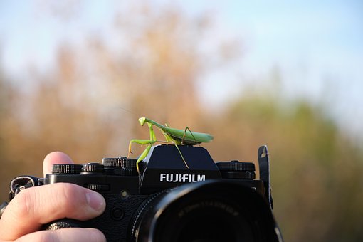 Praying Mantis, Insectă, Aparat Foto