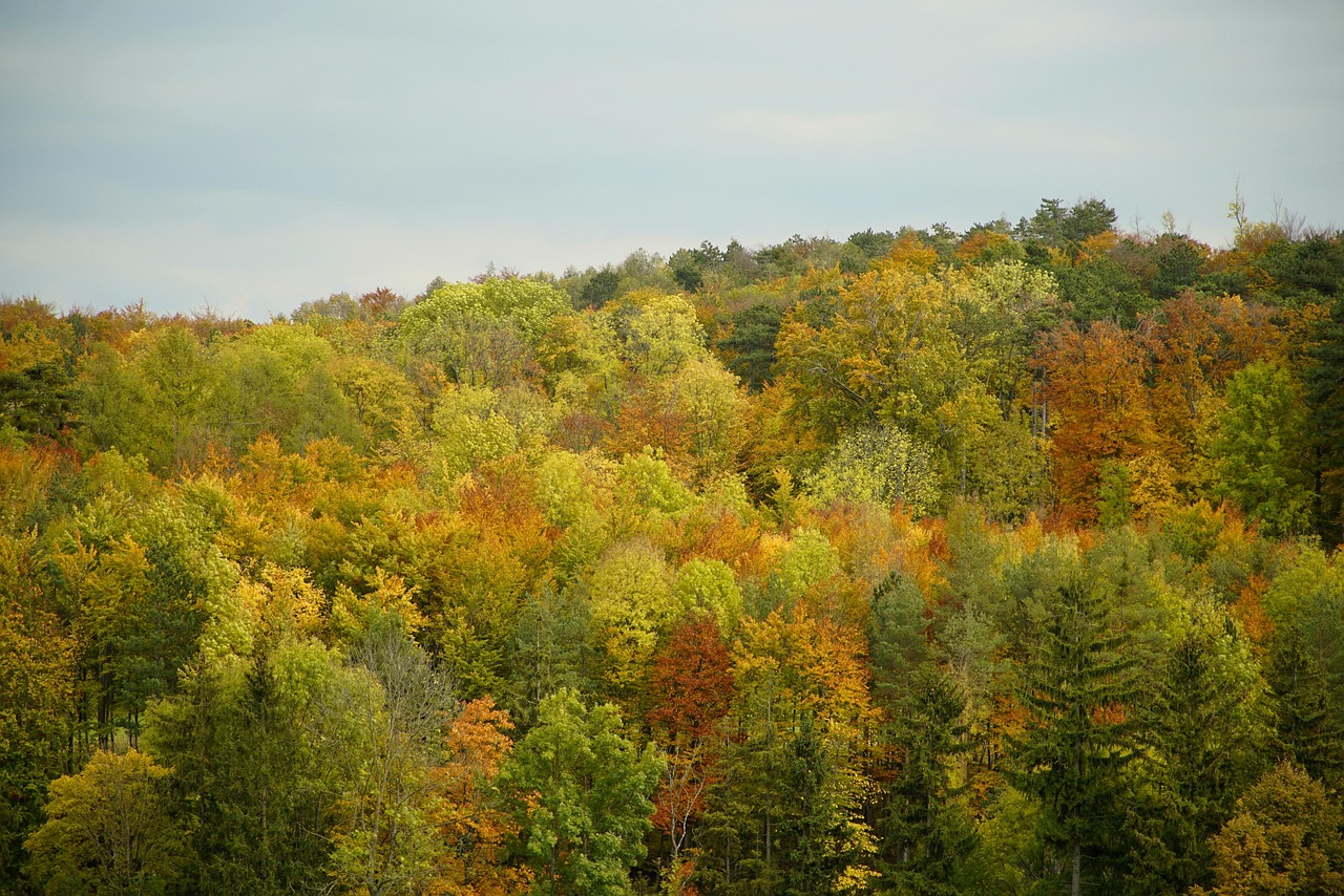 Forest - free online jigsaw puzzle photo