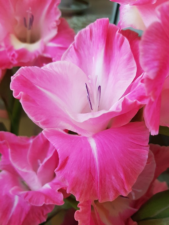 剑兰 花 植物 - Pixabay上的免费照片 - Pixabay