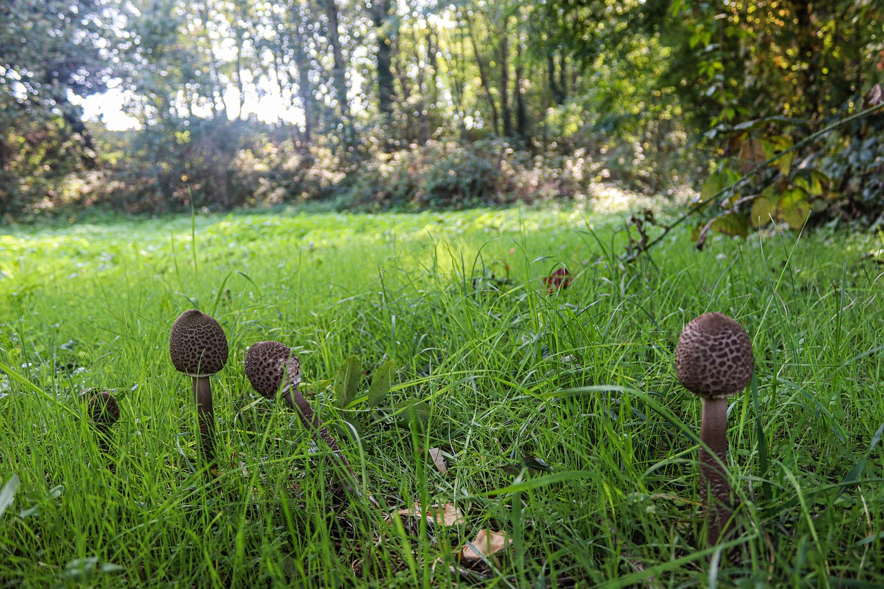 Mushrooms Lawn Nature Free photo on Pixabay Pixabay