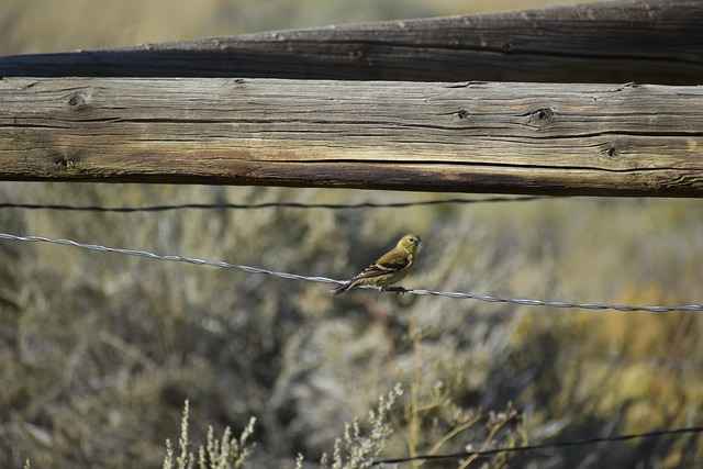 Free Bird Fence Post photo and picture