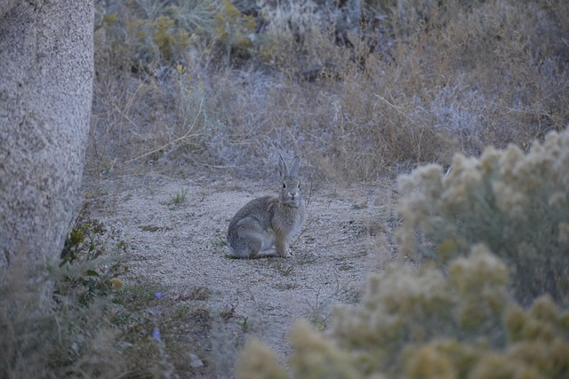 Free Rabbit Animal photo and picture