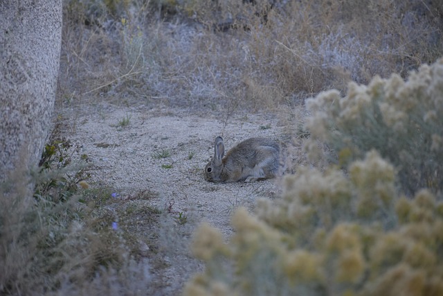 Free Rabbit Bunny photo and picture