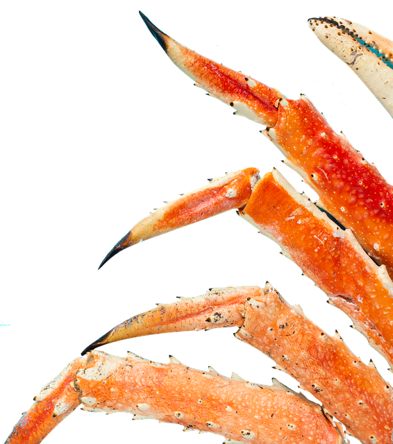 Sjømat, Krabbe, Marine, Skjære Ut, Klør