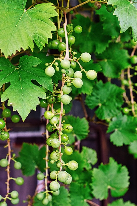 Grape Vines Viticulture - Free photo on Pixabay - Pixabay