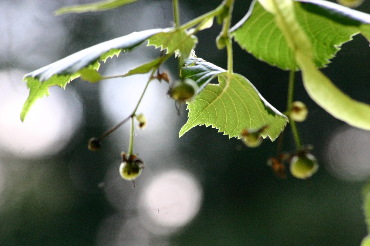 Linden Träd Natur - Gratis foto på Pixabay - Pixabay