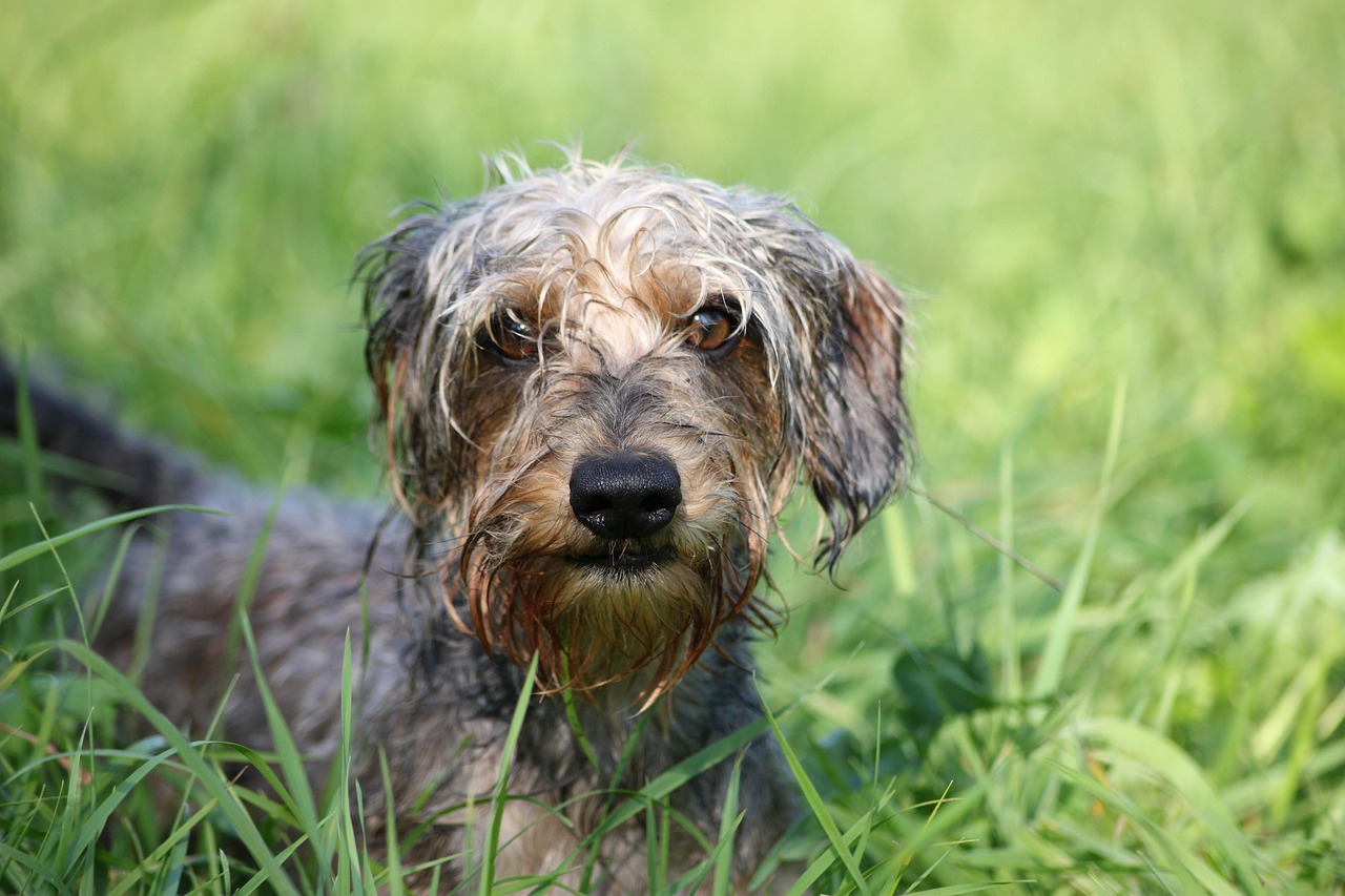 Dog - free online jigsaw puzzle photo