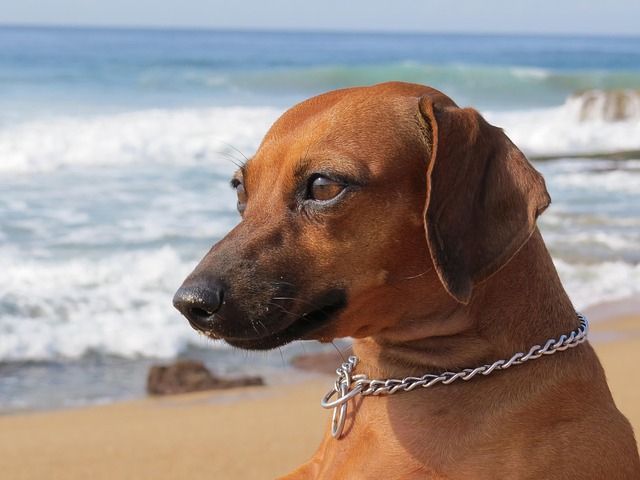 Free Dog Dachshund photo and picture