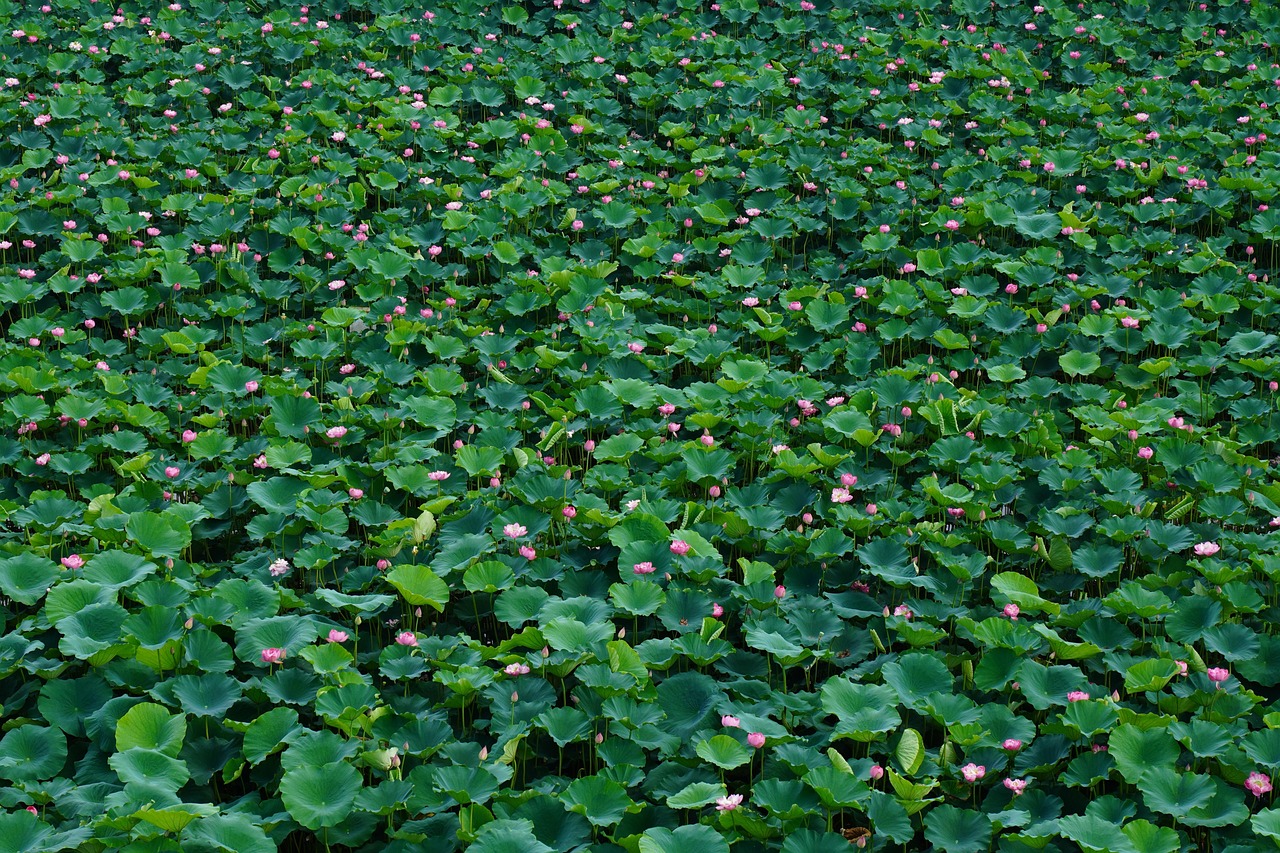 Lotuses Flowers Lotus Pink Free photo on Pixabay Pixabay