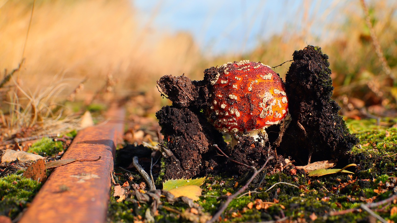 Paddestoel Paddenstoel Schimmel - Gratis foto op Pixabay - Pixabay