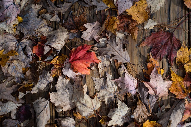 Free Autumn Leaves photo and picture