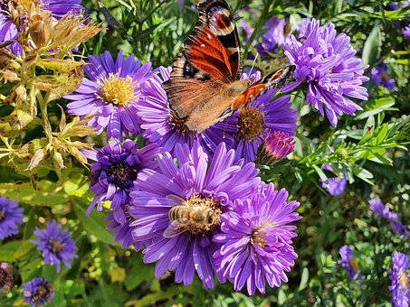 Free Flower Pollination photo and picture