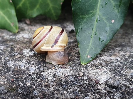 Free Snail Shell photo and picture