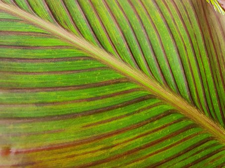 Free Leaf Green photo and picture